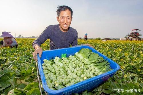 河南柘城:蔬菜喜丰收 农民采摘忙