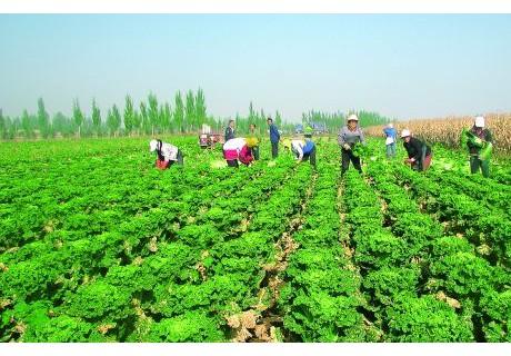 科技攻关带"火"冷凉蔬菜-行业资讯--中国农产品网(官网)