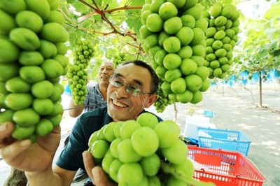 驻马店市驿城区:绿色葡萄 喜获丰收