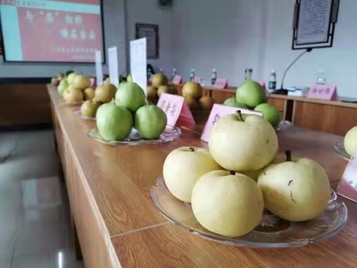 品绿色水果 永川吉安镇2万余亩梨子成熟了